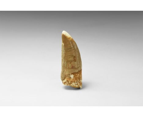 Cretaceous Period, 145-65 million years BP. A large Bahariasaurus ingens dinosaur tooth from a mid-sized carnivore, from Moro