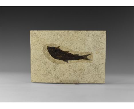 Eocene Period, 58-36 million years BP. A fossil diplomystus fish in matrix from the Green River Formation, Lincoln County, Wy