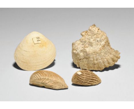 Caenozoic Period, 66 million years BP. A historic group of four fossil molluscs from the Gregory, Bottley and Lloyd reference