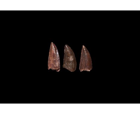 Cretaceous Period, 145-65 million years BP. A group of three Deltadromeus agilis raptor dinosaur teeth, from the Kem-Kem Basi