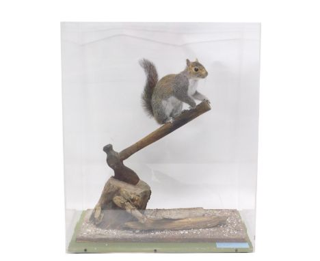 A taxidermy grey squirrel, mounted on an axe and log, in Perspex case, 52cm wide. 