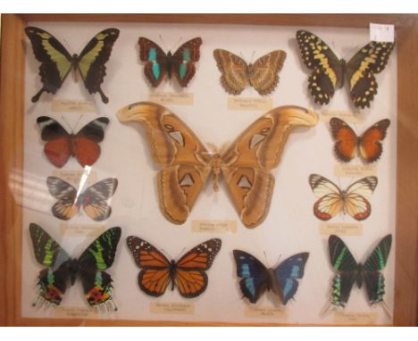 English school, Portrait of a woman, oil on canvas, unframed, together with a cased set of taxidermy butterflies 