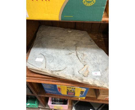A fossil 