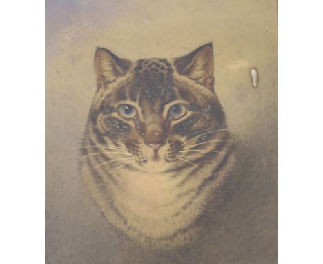   19th century English School, watercolour, Portrait of a tabby cat, 34 x 27cm, maple framed