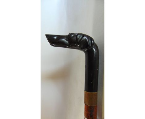 Exquisite novelty poachers shooting stick, with carved horn dog / hound head handle and malacca cane with pull loading action