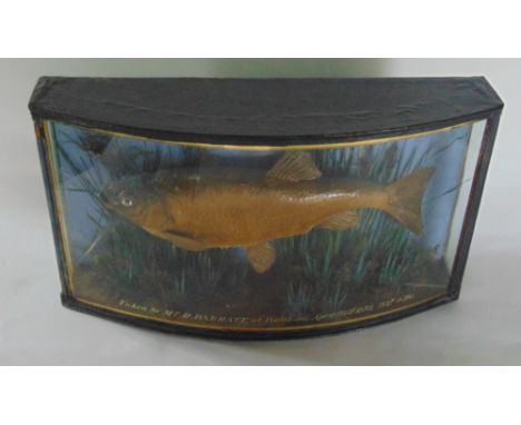 Taxidermy interest - Cooper bow fronted cased taxidermy study of a fish inscribed in gilt writing "Taken by Mr R Barratt, at 