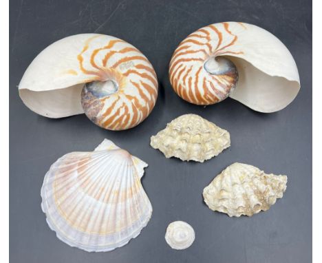 A collection of natural shells 