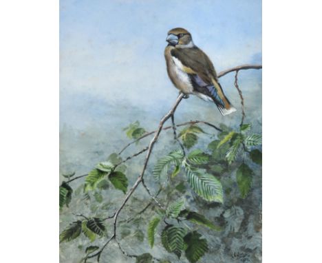 George Edward Lodge (1860-1954) ''Hawfinch'' Signed and dated 1950, gouache, 28.5cm by 22cm   Provenance: Rowland Ward, Londo