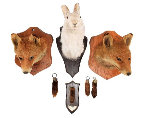 Taxidermy: A Group of European Hunting Trophies, a European Red fox mask looking slightly to the left, by F.E. Potter, Taxide