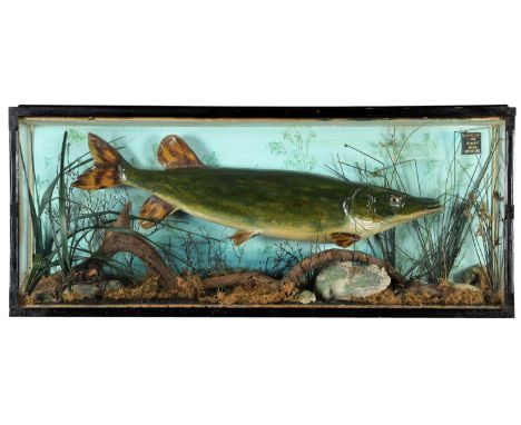 Taxidermy: A Cased Northern Pike (Esox lucius), dated 1901, an antique skin mount preserved and mounted within a naturalistic