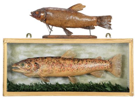 Taxidermy: A Cased Brown Trout (Salmo trutta), circa mid-late 20th century, a skin mount preserved and mounted within a natur