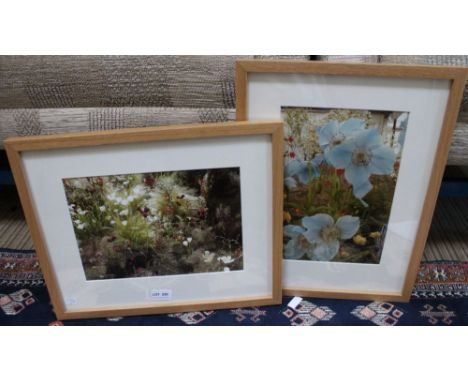Frances Taylor, two framed photographs from Chelsea Flower Show, includes one of Meconopsis (Blue Poppies), both framed