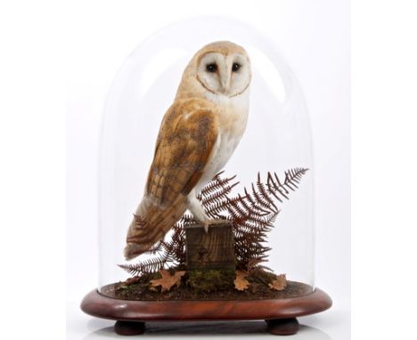 Preserved Barn Owl perched on a post under glass dome, on gold quality mahogany base (A10 certificate in place), 45cm high ov