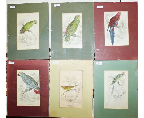 After Edward Lear (1812-1888) Engraving&nbsp; Study of birds and assorted further prints, etc (1 box)&nbsp; 