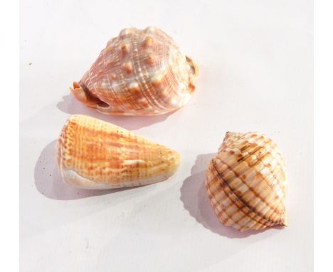 A collection of shells to include various cowry, coral, clams and other shells and two reference books 