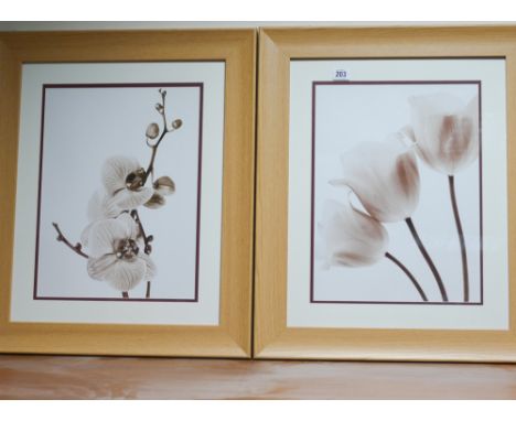 Pair of coloured prints of flowers in light pine frames