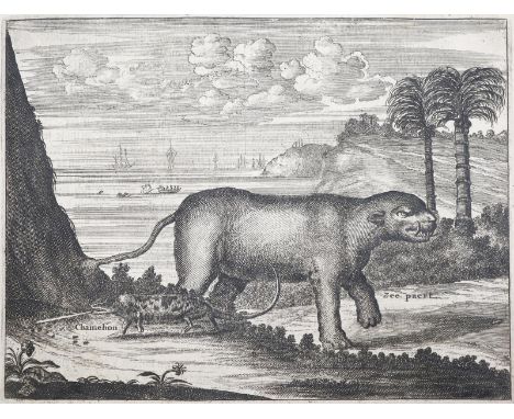 Dapper,O.: Umbständliche und Eigentliche Beschreibung von Africa, Und denen darzu gehörigen Königreichen und Landschaften, al