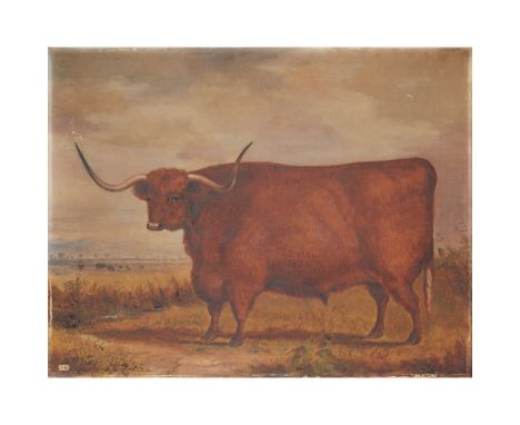 JOHN MCLEOD (SCOTTISH FL.1846-1872) STUDY OF A WEST HIGHLAND OX AGED 5 YEARS Signed, oil on canvas, unframed(63.5cm x 81cm (2