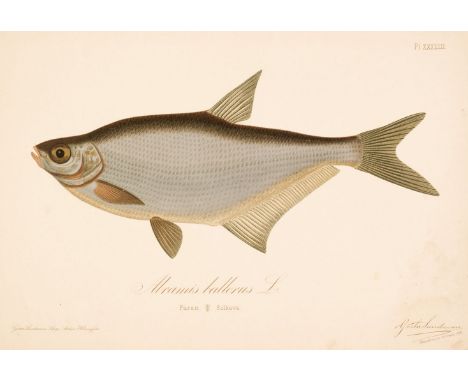 Reuter (Odo Morannal &amp; Mela, Aukusti Johana). Finlands Fiskar. The Fishes of Finland drawn and coloured from life by Göst