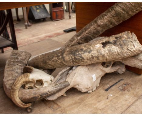 AN OLD LARGE BOVINE SKULL and horns together with a sheep's skull (2)