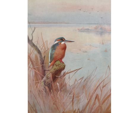 Archibald Thorburn (1860-1935) British. "Kingfisher", Lithograph, Signed in Pencil, 14" x 10".