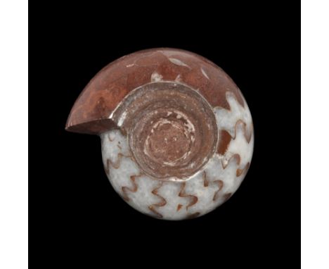 Permian Period, 298-252 million years BP. A fossil Paralegoceras Ammonite. From an old Bristol paleontological collection; ac