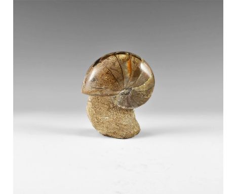 Jurassic Period, (Bacocian Stage), 172-168 Million years BP. A large polished Phylloceras Nautilus on a matrix stand, discove