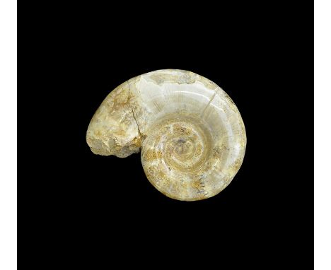 Jurassic Period (Oxfordian Stage), 163-157 million years BP. A polished Lytoceras ammonite. From an old Bristol paleontologic