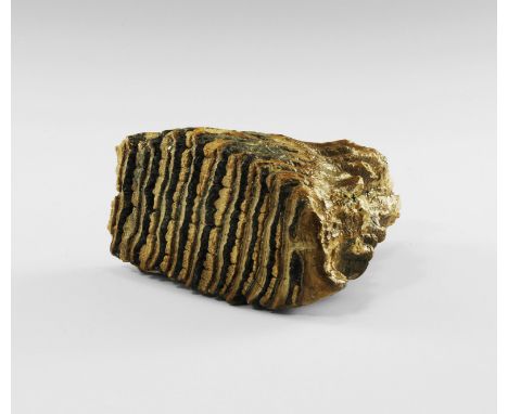 Pleistocene Period, (Devensian), 110,000-12,000 years BP. A Mammuthus primigenius tooth. From the collection of the palaeonto