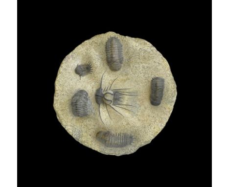 Upper Devonian Period, 419-358 million years BP. A montage group of trilobites in stone matrix showing four Crotalocephalina 