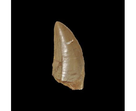 Cretaceous Period, 145-66 million years BP. A large Carcharodontosaurus saharicus, or African Tyrannosaurus rex, tooth. From 