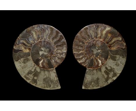 Cretaceous Period, 145-66 million years BP. A cut and polished Cleoniceras ammonite with crystal growth in the exposed chambe