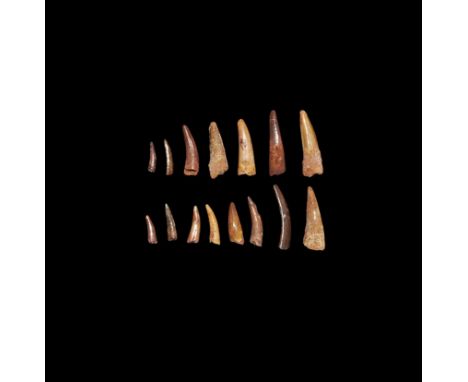 Cretaceous Period, 145-66 million years BP. A group of fifteen Pterosaur, Siroccopteryx moroccensis, teeth. From the collecti