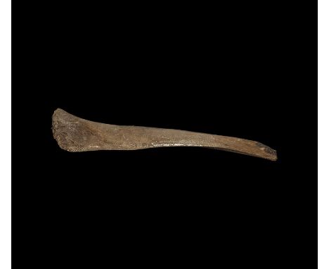 Pleistocene Period (Devensian), 110,000-12,000 years BP. A large Mammuthus primigenius rib bone from Brown Bank, Lowestoft, U