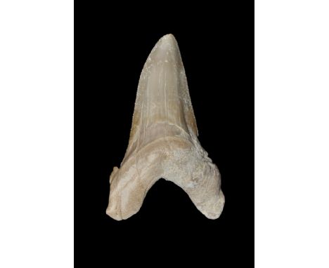 Eocene Period, 56-33 million years BP. A large Otodus obliquus, or Sand Shark, tooth. From the collection of the palaeontolog