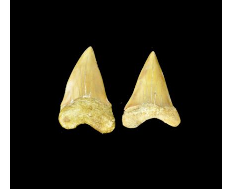 Miocene-Pliocene Period, 23-2 million years BP. A group of two large Cosmopolitodus (Carcharodon) hastalis teeth from the ext