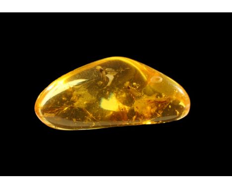 Oligocene Period, 33-23 million years BP. A piece of amber with fungus gnats together with other inclusions. From the collect