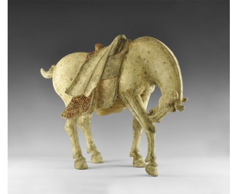 Tang Dynasty, 618-906 AD. A large ceramic figurine of a horse with right leg bent forward and head reaching down to touch the