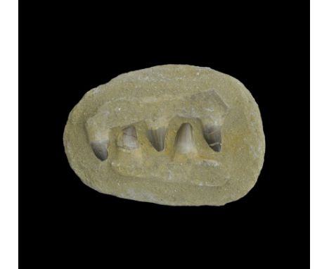Lower Cretaceous Period, 93-66 million years BP. Two Mosasaurus jaw sections with teeth in a matrix. From the collection of t