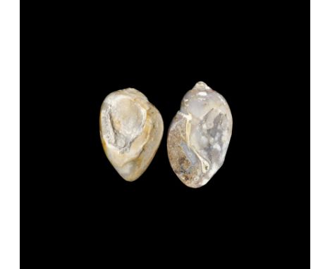 Cretaceous Period, 145-66 million years BP. A group of two polished mineralised gastropods with crystal formation on the inte