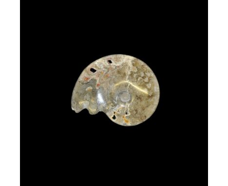 Jurassic Period (Bacocian Stage) 172-168 million years BP. A large Cleoniceras ammonite with pattern on the cross section of 