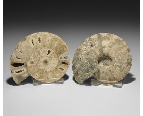 Cretaceous Period, Lower Turonian, 89 million years BP. A cut and polished Vascoceras sp. ammonite from the Lower Turonian de
