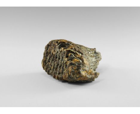 Pleistocene Period, (Devensian), 110,000-12,000 years BP. A Mammuthus primigenius tooth. From the collection of the palaeonto