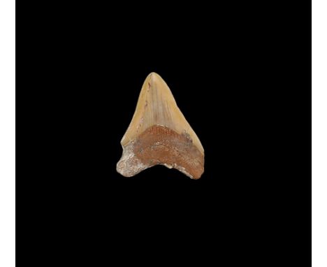 Pliocene Period, 5.33-2.58 million years BP. A Carcharocles megalodon shark tooth. From the collection of the palaeontologist
