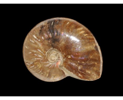 Cretaceous Period,145-66 million years BP. A Cleoniceras ammonite specimen with details of the chambers and and shell structu