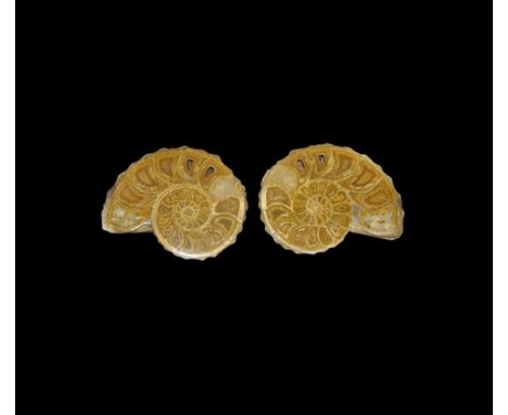 Cretaceous Period, 145-66 million years BP. A fossil ammonite with parts of the matrix to the outside, details of the shell s