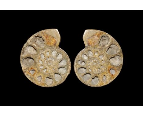 Cretaceous Period, 145-66 million years BP. A large ammonite with polished outer surface showing shell pattern; split and pol