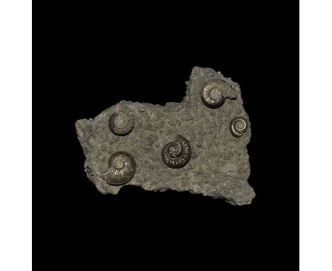 Lower Jurassic Period, 201-174 million years BP. A montage group of five pyrite Ammonites of different species, set on a pyri