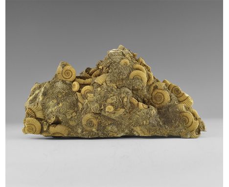 Jurassic Period, (Lower Toarcian), 182-174 million years BP. A large matrix of Dactylioceras ammonites displaying clear ribbi