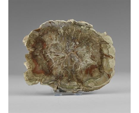 Triassic Period, 252-201 million years BP. A large slice of polished fossilised wood showing growth rings and details of the 